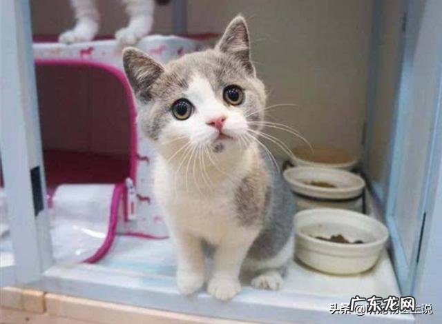 猫咪饭量都比较小,两岁了才6斤重,怎么样才能成功的把它养肥呢