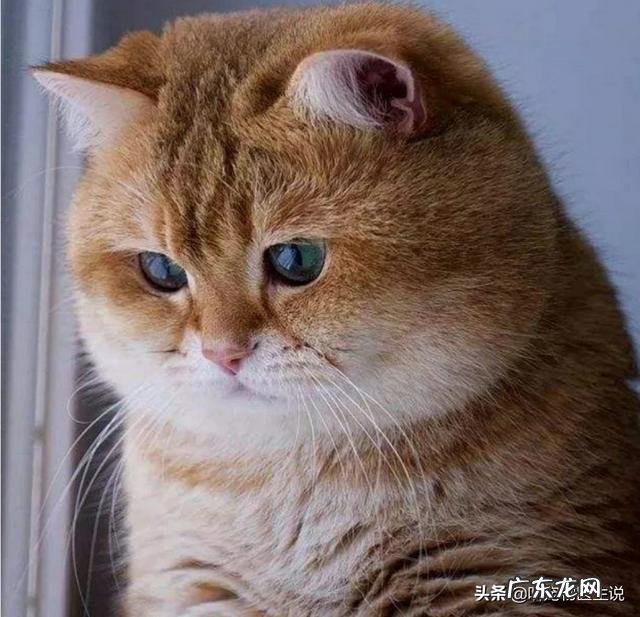 猫咪饭量都比较小,两岁了才6斤重,怎么样才能成功的把它养肥呢