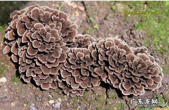 蘑菇应该怎么种？种植过程中有哪些注意事项？