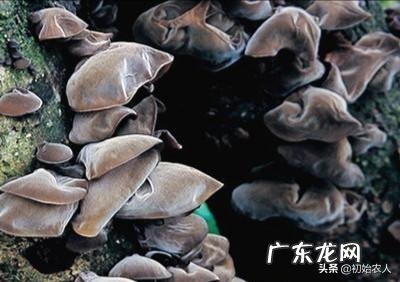 蘑菇应该怎么种？种植过程中有哪些注意事项？