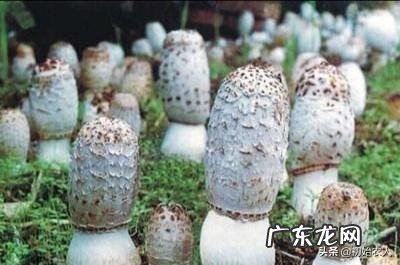 蘑菇应该怎么种？种植过程中有哪些注意事项？