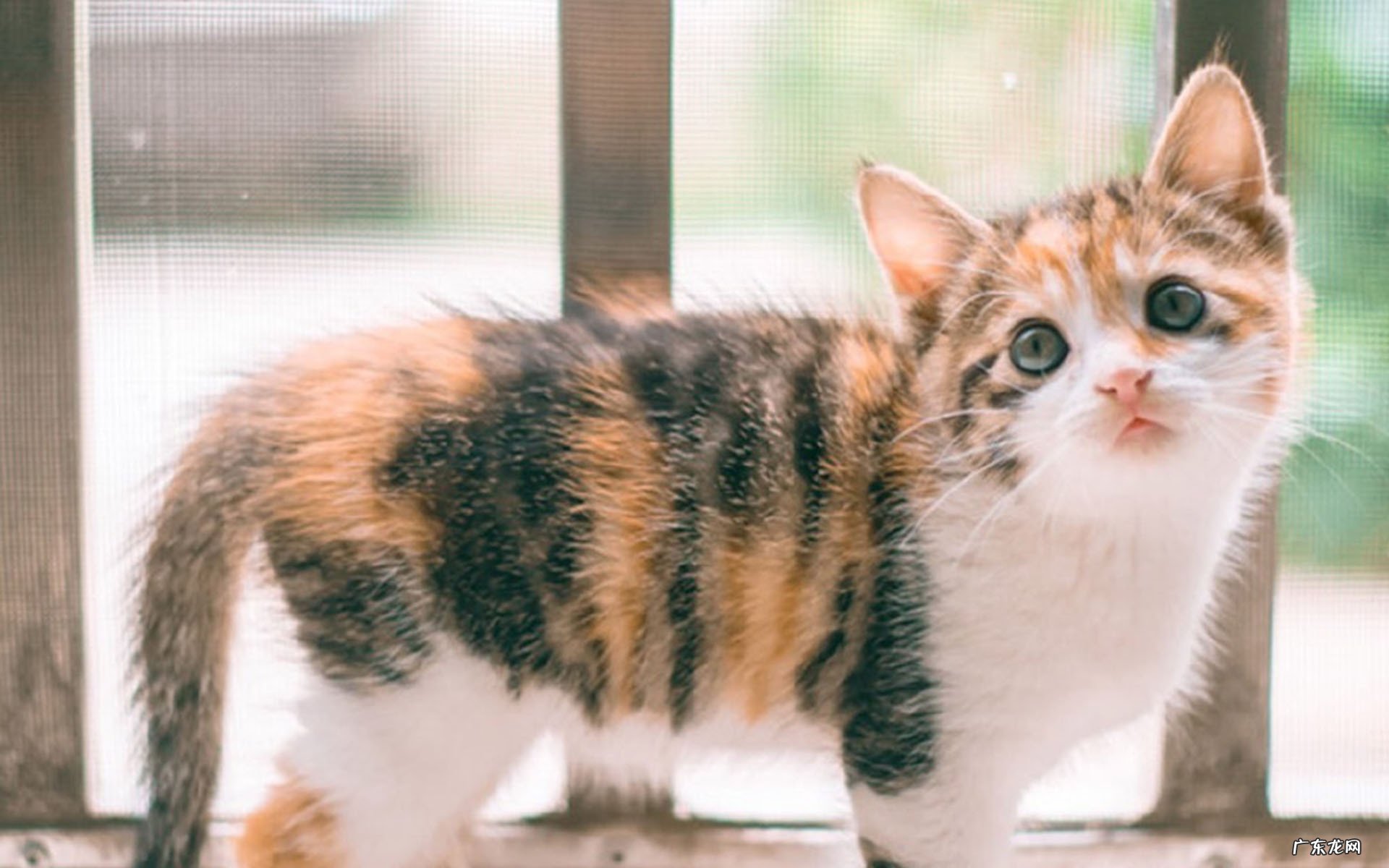 复硝酚钠的五大优点及六大作用是什么?