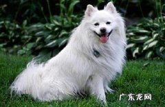 国际猎犬十大排名