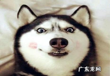 十大合适家养的中型狗