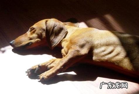 宠物疫苗多少钱一针