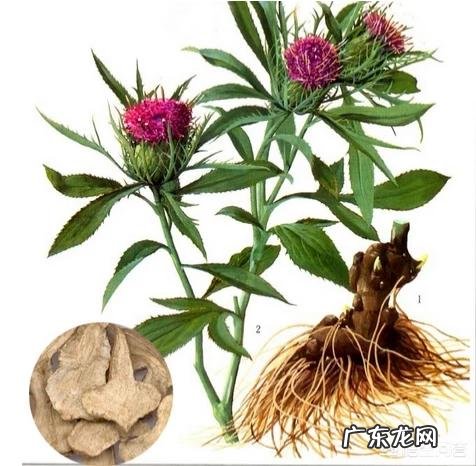 乳腺结节3ji中药调理有效果吗 乳腺纤维瘤喝中药会好吗？