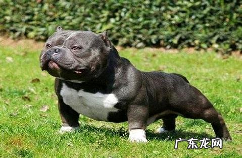 想养恶霸犬?你知道恶霸犬多少钱一只吗?