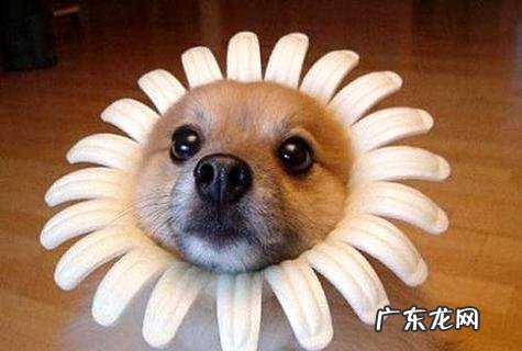 还不知道最新的宠物犬排名及价格?看完你就知道啦