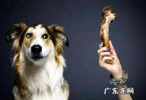 小狗吃多了怎么办?有什么好的方法?