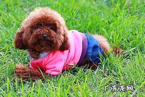 贵宾犬和泰迪的差异在哪里？