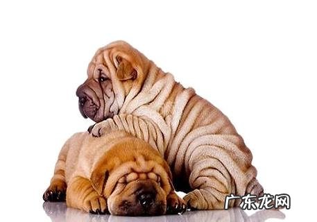 沙皮狗多少钱一只?好养殖吗?