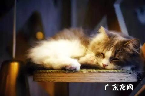 铲屎官们还不知道小狗拉肚子怎么办?快看这篇文章吧