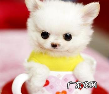 想买茶杯泰迪？小编教你怎么买