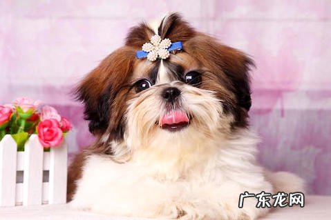 西施犬多少钱一只?怎么进行养殖?