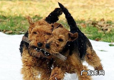 威尔士柯基犬价格是怎样定出来的？