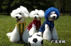 还在因比熊犬的价格而不敢下手？学完骗子都绕着你走。