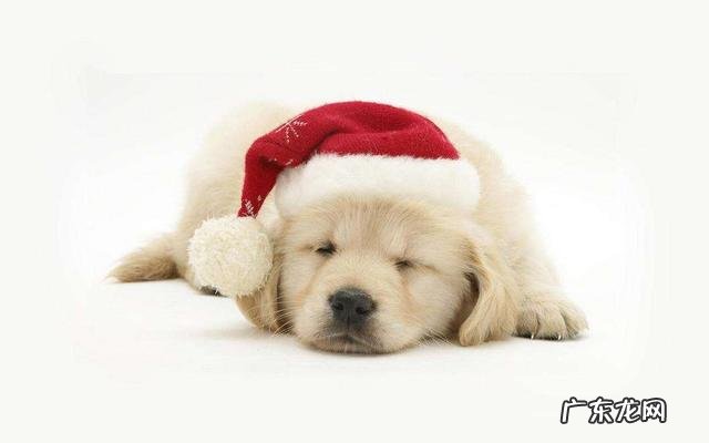 狗子肠胃不好经常容易拉稀软便,吃什么狗粮比较好