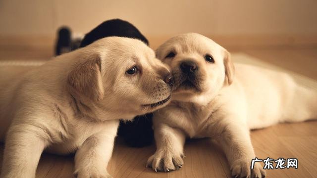 狗子肠胃不好经常容易拉稀软便,吃什么狗粮比较好