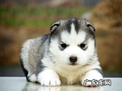 阿拉斯加和哈士奇的差异在哪里？