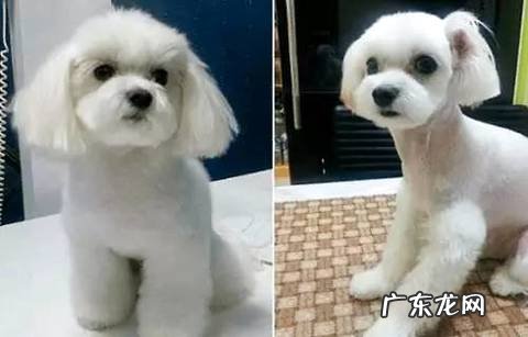 想买贵宾犬？教你用最低价格买最好的贵宾！