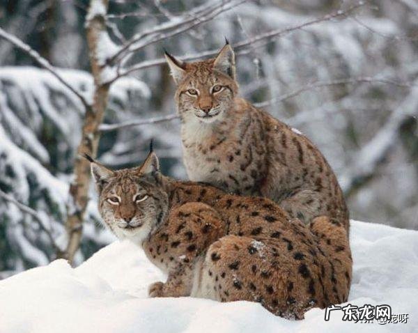 伊比利亚山猫 伊比利亚山猫生活在哪里?