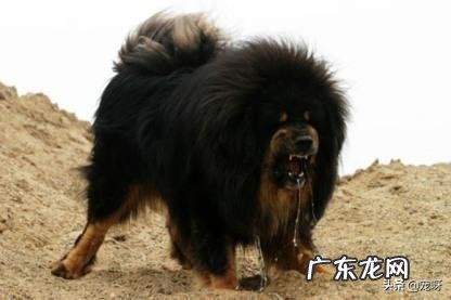 伊比利亚山猫 伊比利亚山猫生活在哪里?