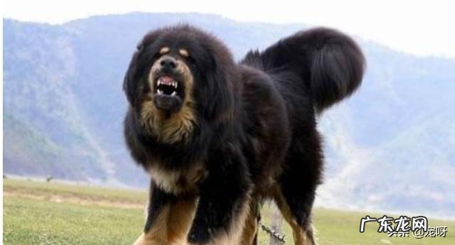 伊比利亚山猫 伊比利亚山猫生活在哪里?