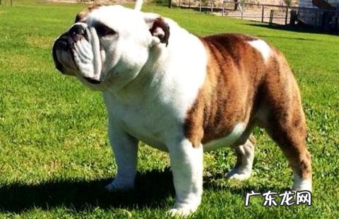 你知道心爱的法国斗牛犬多少钱吗?