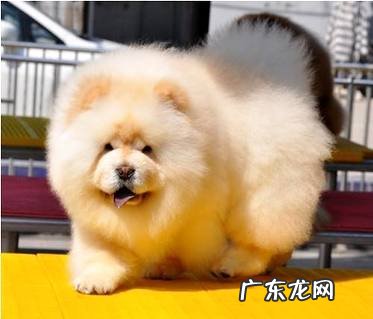 想养一只狗狗?那么养狗狗的注意事项你知道吗?