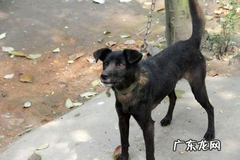 得了狂犬病的狗可以活多久呢？