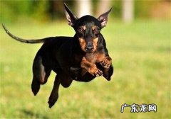 狗狗能够喝酸奶吗？看完你就知道了