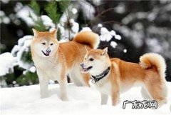 柴犬智商排名第几,它们聪明吗？