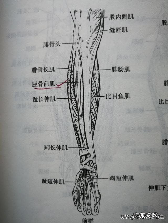 小腿粗硬,有哪些瘦小腿的办法?
