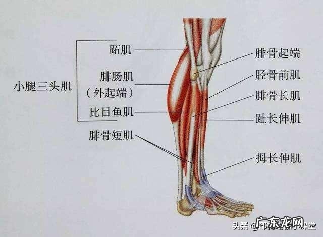 小腿粗硬,有哪些瘦小腿的办法?