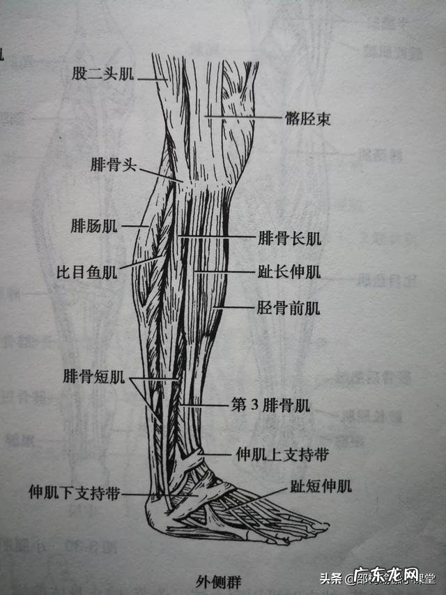 小腿粗硬,有哪些瘦小腿的办法?