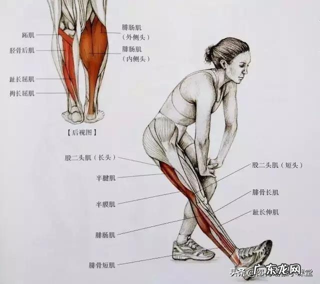 小腿粗硬,有哪些瘦小腿的办法?