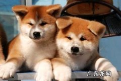 忠犬八公是什么狗？