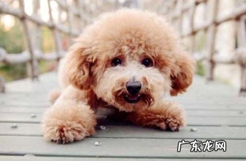 “泰迪犬一般多少钱”其价格的凹凸与什么要素有关