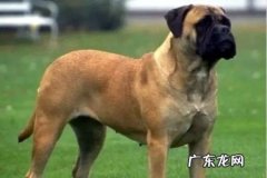 “体型最大的狗排行榜”排名前三的是哪些犬种？
