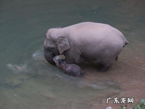 云南野象宝宝扎堆-野象扎堆出生