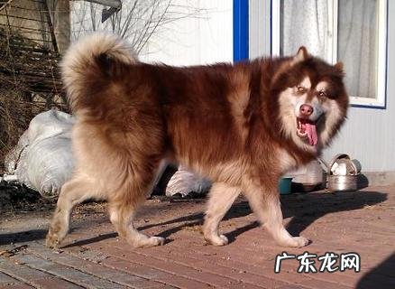 狗狗能够吃葡萄吗?狗狗吃了葡萄应该怎么办?