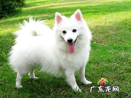 海洋之星狗粮怎么样?应该去哪里买?看完你就知道了