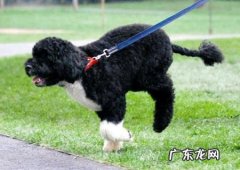 狗狗多大能够吃干狗粮？小奶狗不宜喂养什么？