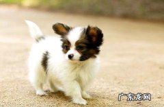 ”串串狗多少钱一只”，有哪些长处？