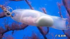 游泳池发现史前鲨鱼-网红有鲨鱼的游泳池