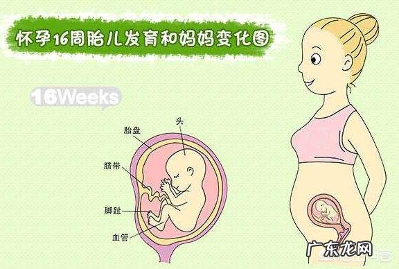 怀孕四个月,宝宝有怎样的变化?