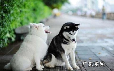 萨摩耶幼犬多少钱一只?