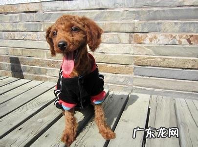 灰色泰迪多少钱一只?为什么灰色泰迪比较贵?