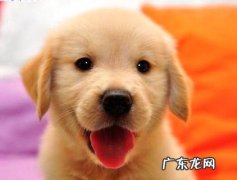 “小金毛多少钱一只”？