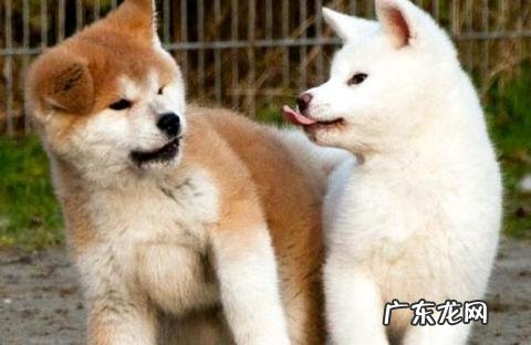 想养秋田犬的铲屎官们，知道秋田犬一般多少钱吗？